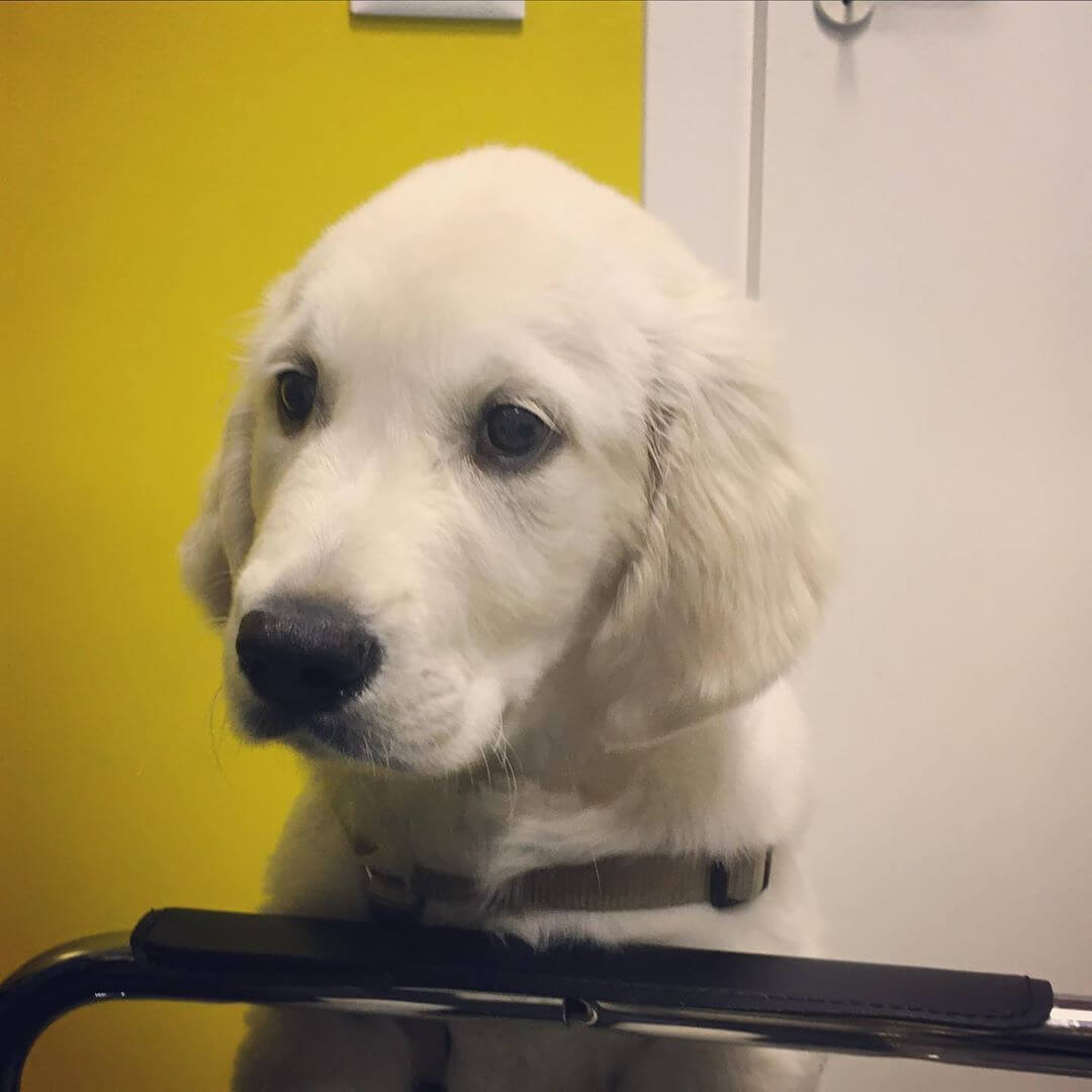 un peluche si fa cane