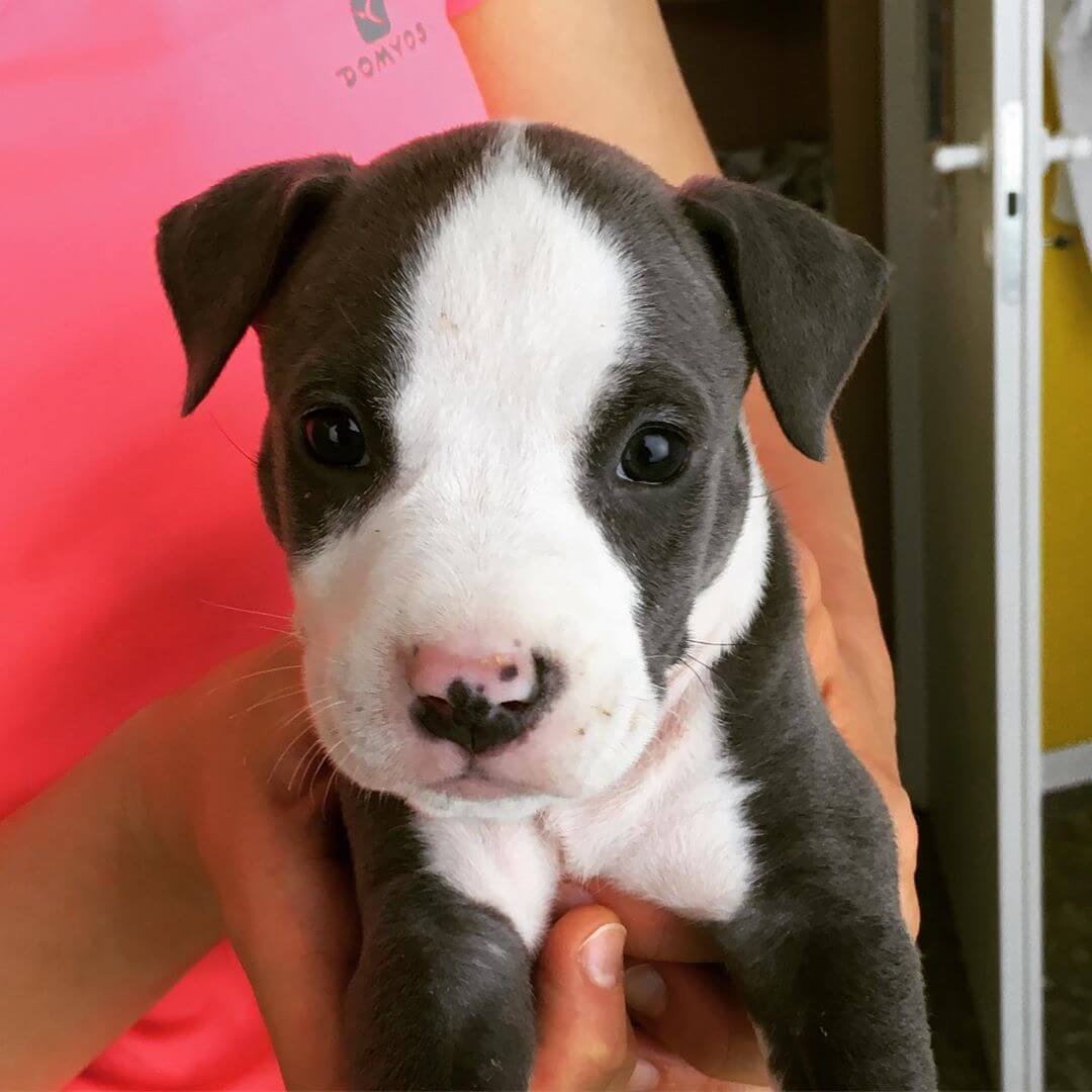 il cucciolo di pitbull